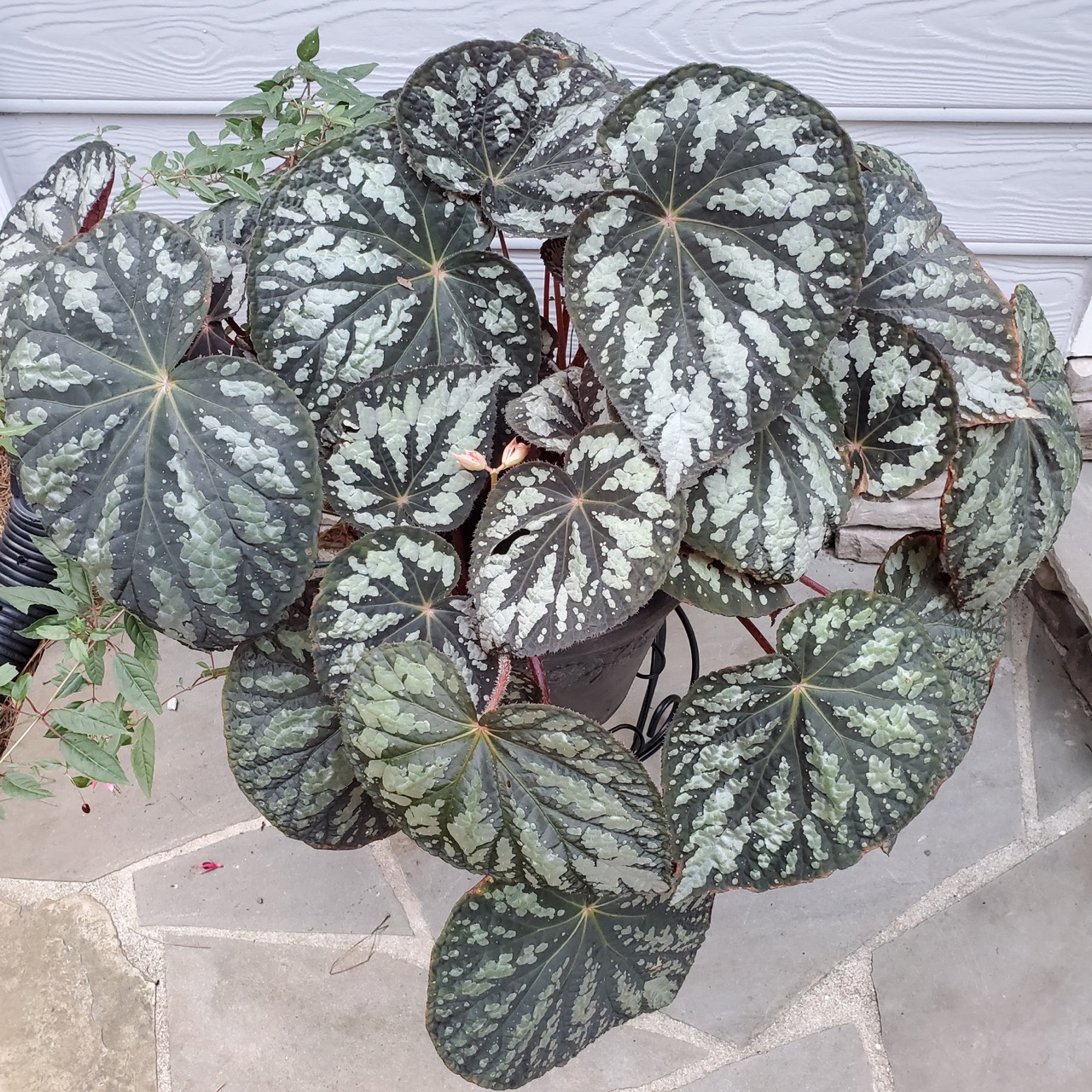 B. ‘Mariana’s Monster’